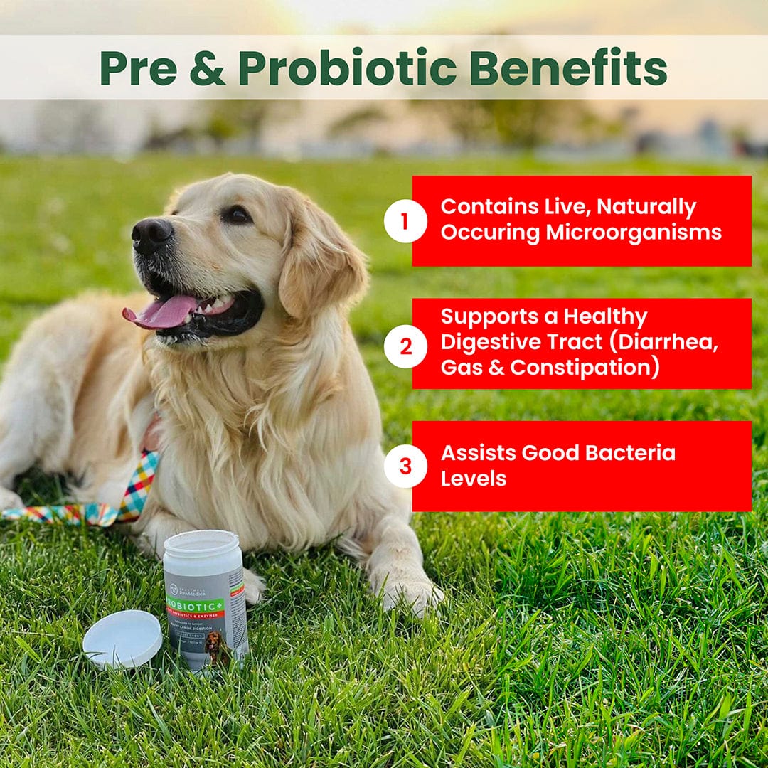 Best probiotic for dogs with cheap gas