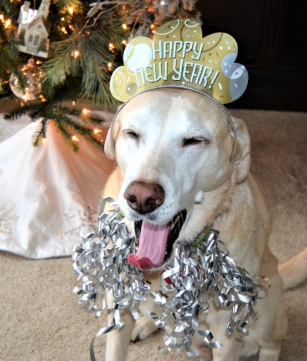 Include your dog in your New Year's resolution