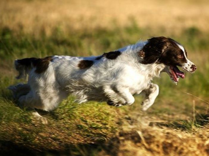 The Growth of Dogs and Supplements