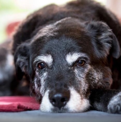 Dealing with a Senior Dog's Bladder problems