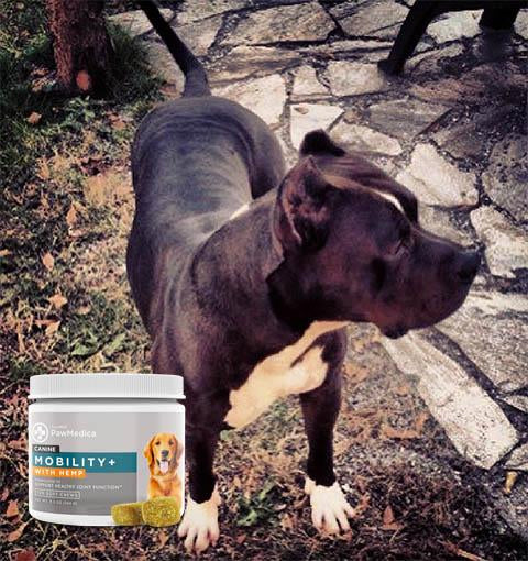 The Growth of Dog Supplements